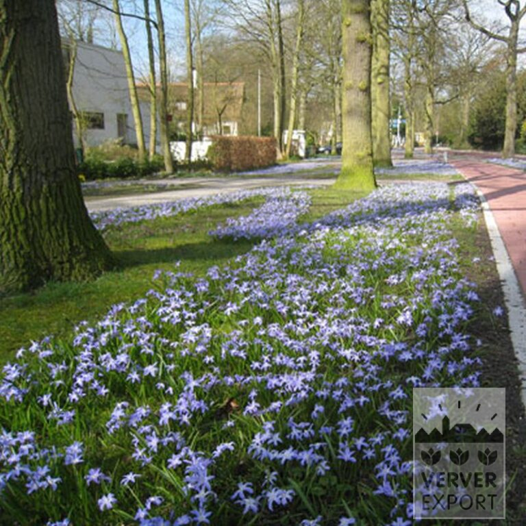 Chionodoxa sardensis (16033) - Afbeelding 4