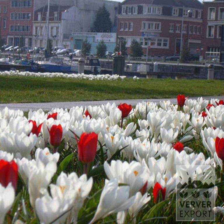 Mix Verver 'Ameland' © (11006) - Afbeelding 3