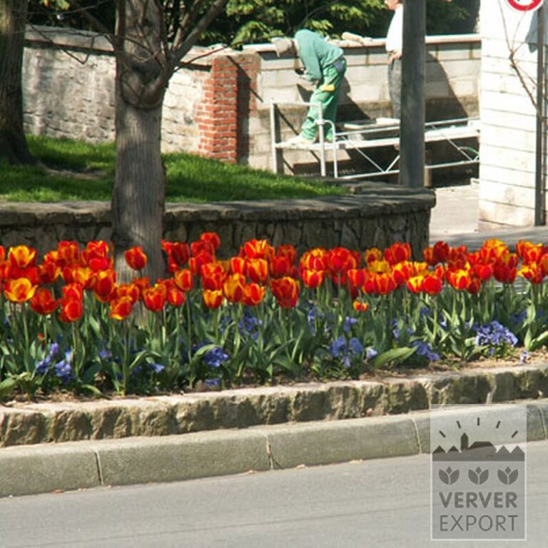 Mix Verver 'Royal' © (11048) - Afbeelding 2