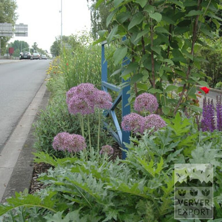 Allium cristophii (16003) - Afbeelding 2