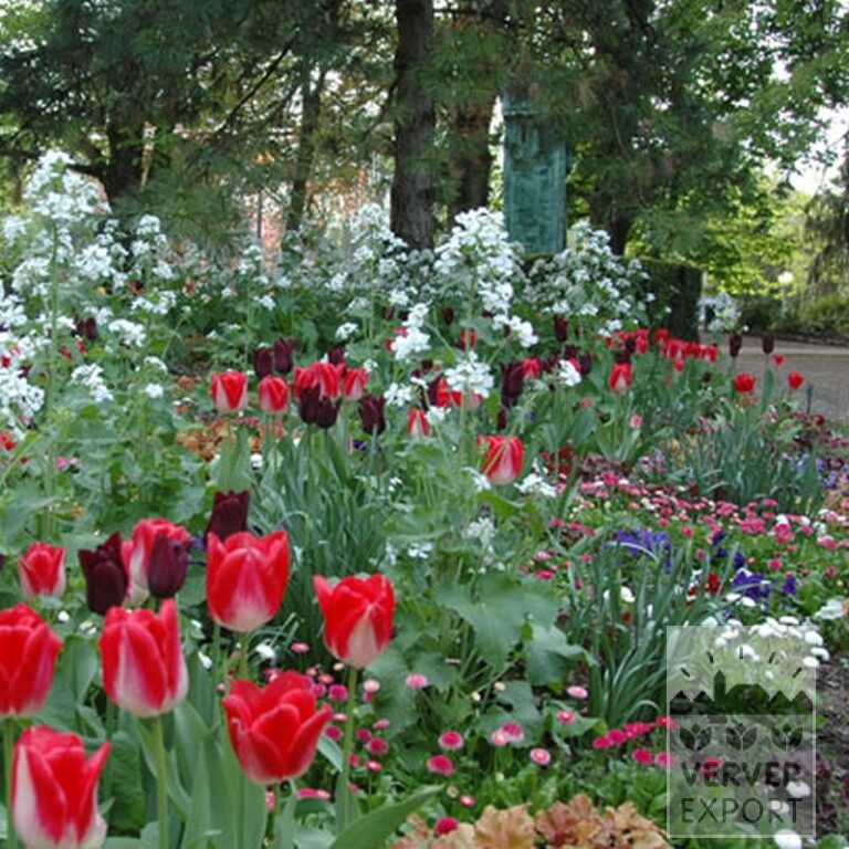 Tulpen 'Havran' (12139) - Afbeelding 8
