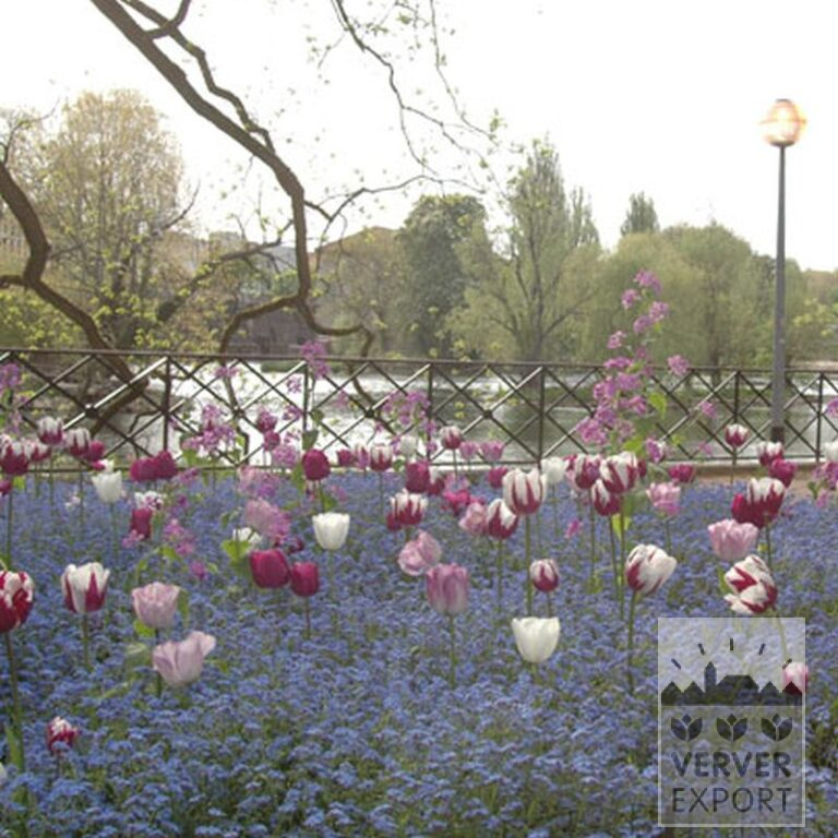 Mix Verver 'Violet Sky' © (11130) - Afbeelding 2