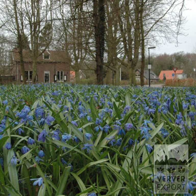 Scilla siberica (16103) - Afbeelding 2