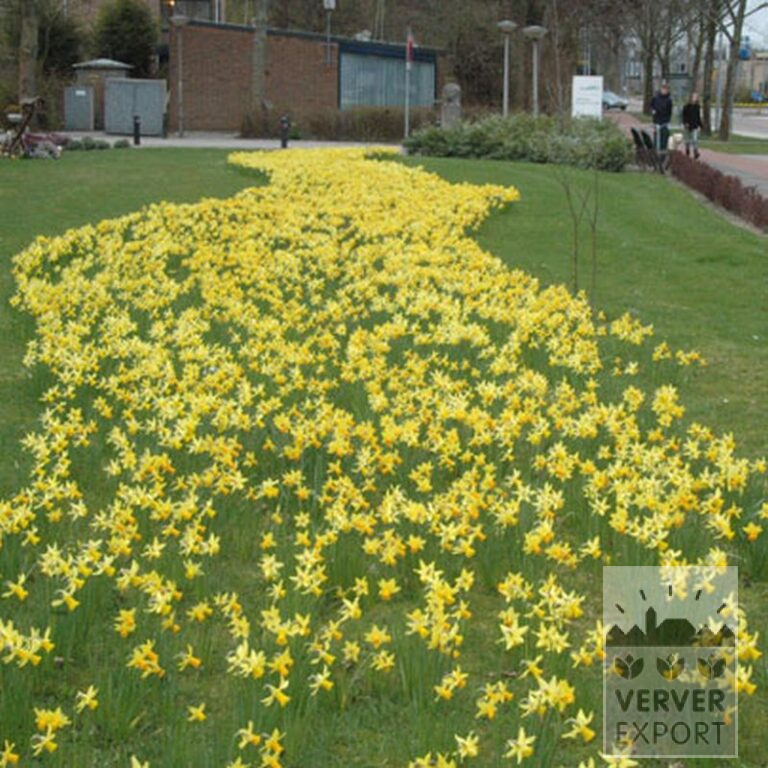 Narcissen 'Jetfire' (15005) - Afbeelding 4