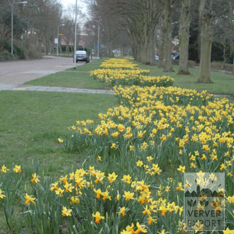 Narcissen 'Jetfire' (15005) - Afbeelding 5
