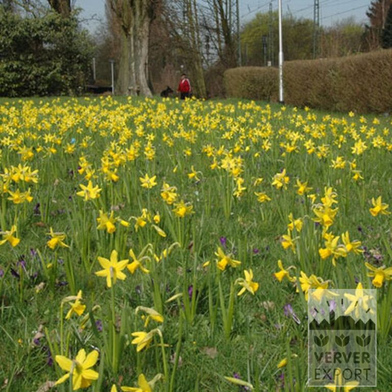 Narcissen 'Peeping Tom' (15007) - Afbeelding 5