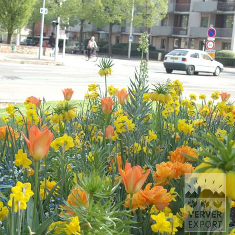 Fritillaria imperialis 'Lutea' (16053) - Afbeelding 12