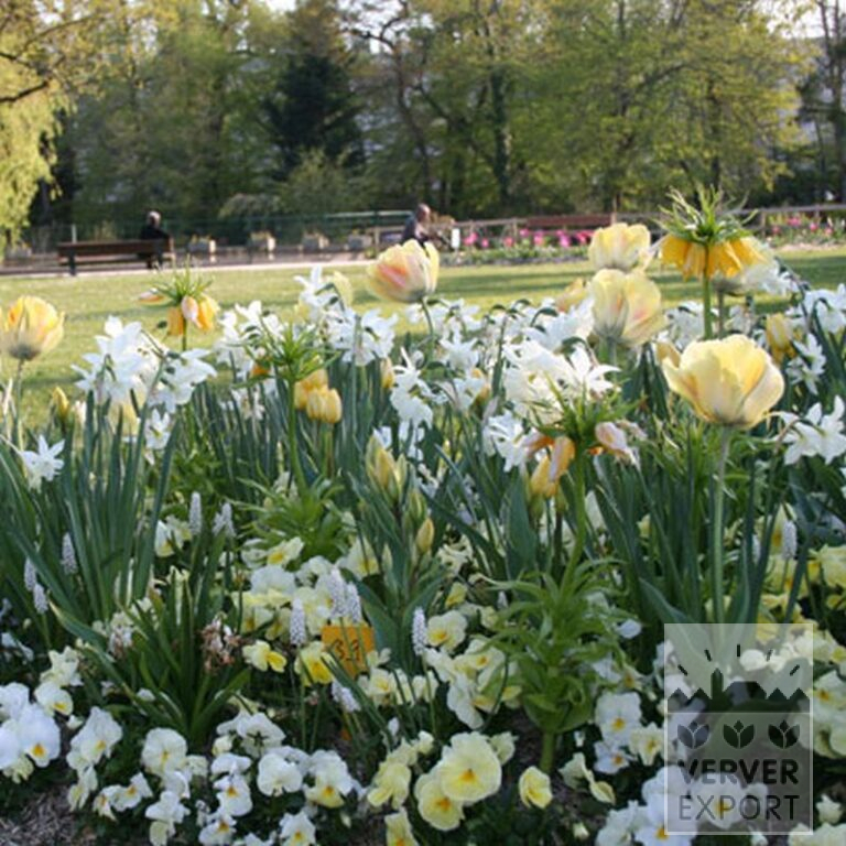 Tulpen 'Antoinetta' (12263) - Afbeelding 3