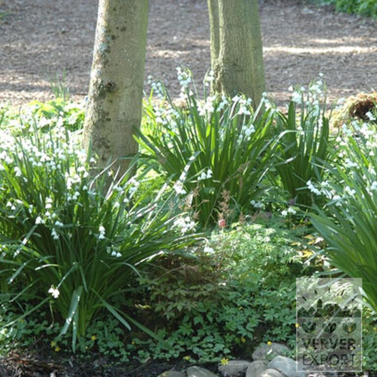 Leucojum 'Gravetye Giant' (16078) - Afbeelding 2
