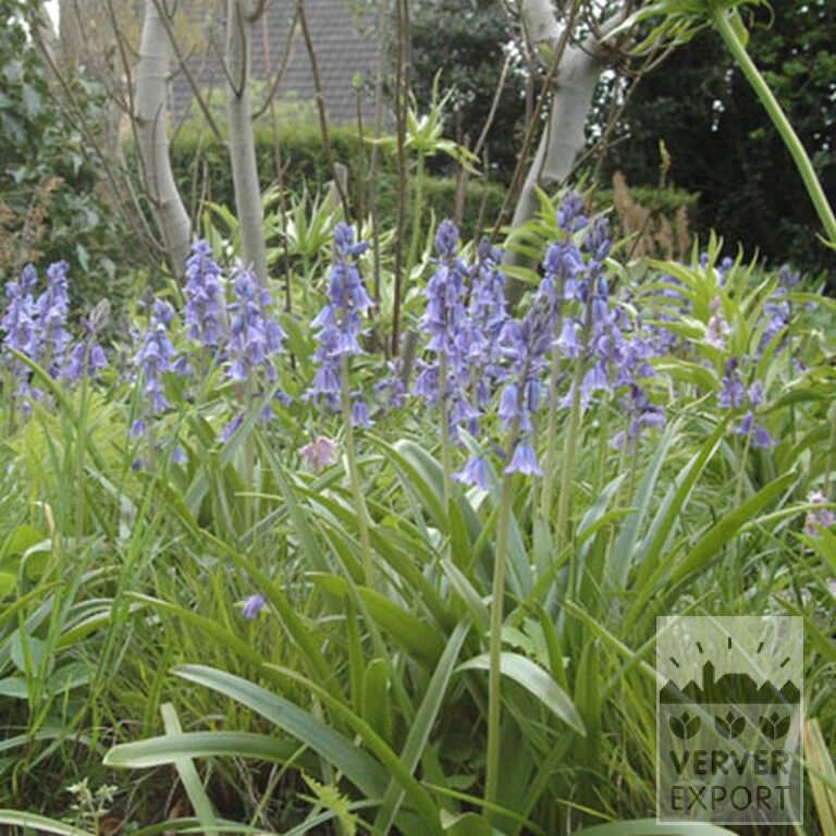 Hyacinthoides hispanica blauw (16149) - Afbeelding 4