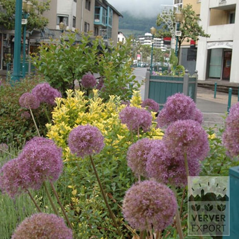 Allium 'Globemaster' (16007) - Afbeelding 3