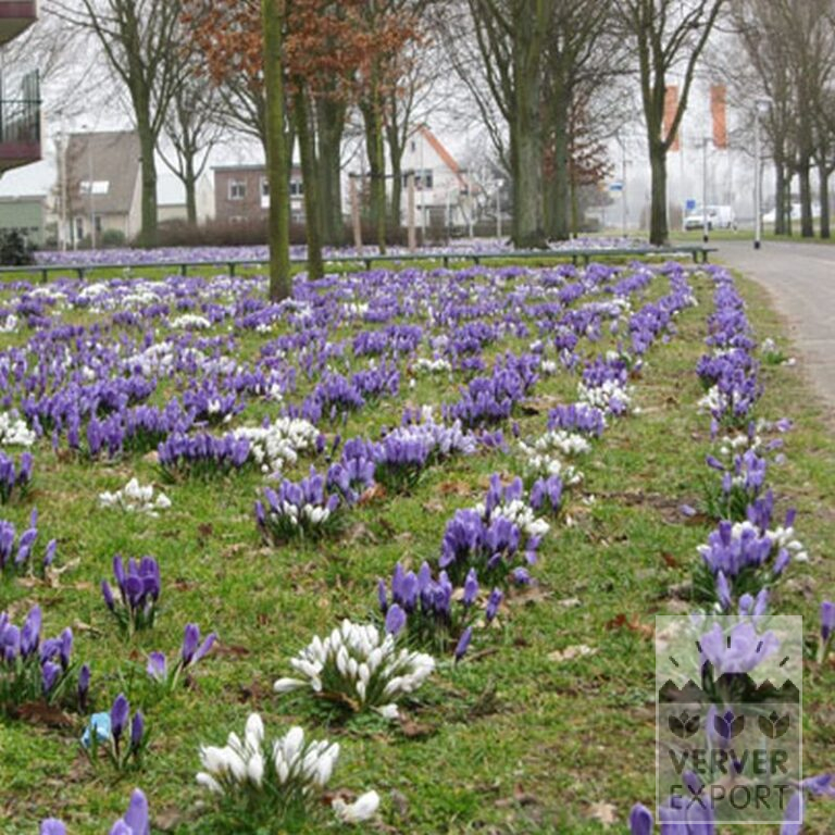 Krokus 'Remembrance' (14006) - Afbeelding 2