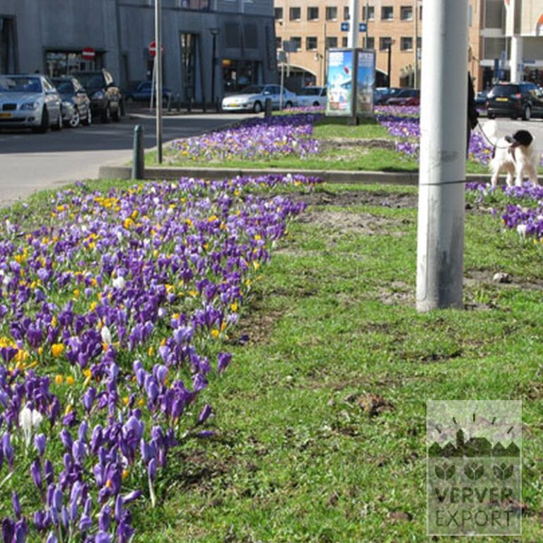 Mix Verver 'Heiloo' © (11002) - Afbeelding 5