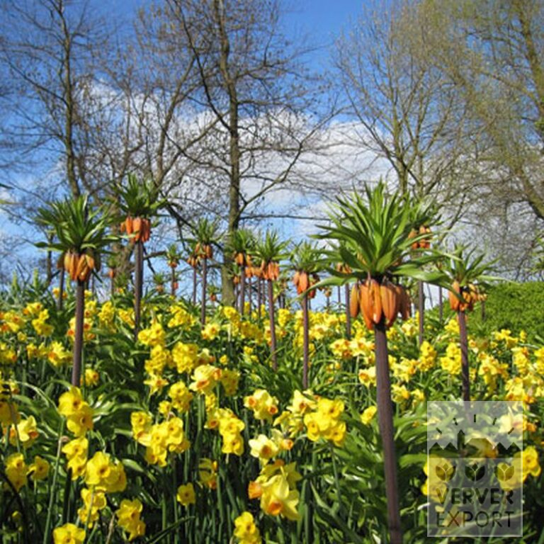 Fritillaria imperialis 'Rubra' (16052) - Afbeelding 6