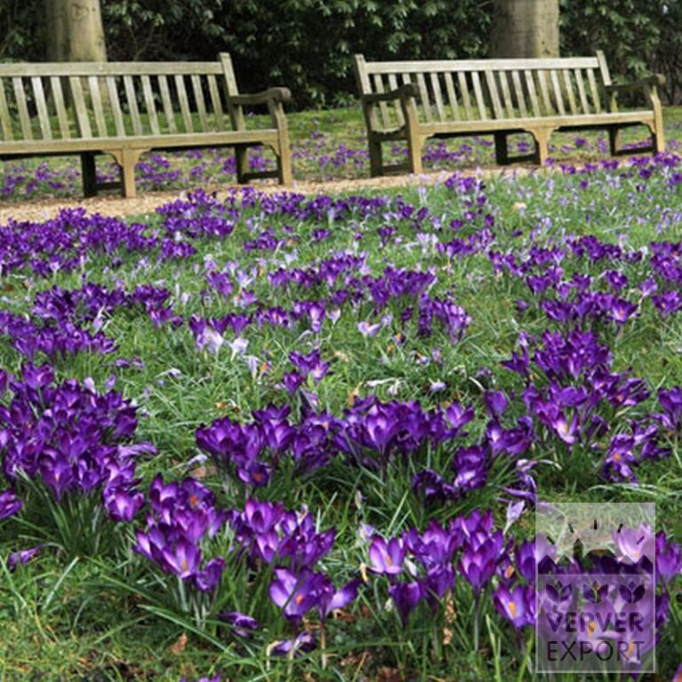 Krokus 'Flower Record' (14007) - Afbeelding 4