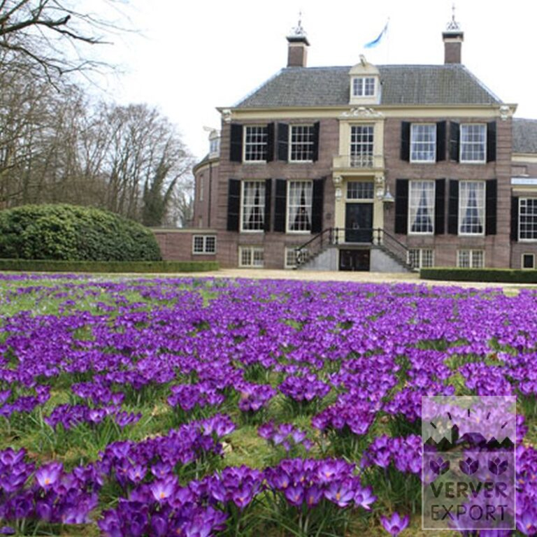 Krokus 'Flower Record' (14007) - Afbeelding 5