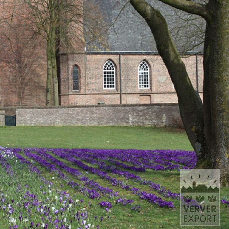Krokus 'Remembrance' (14006) - Afbeelding 3