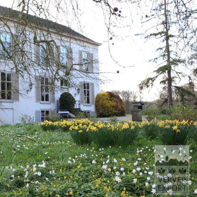 Narcissen 'Fortissimo' (15033) - Afbeelding 4