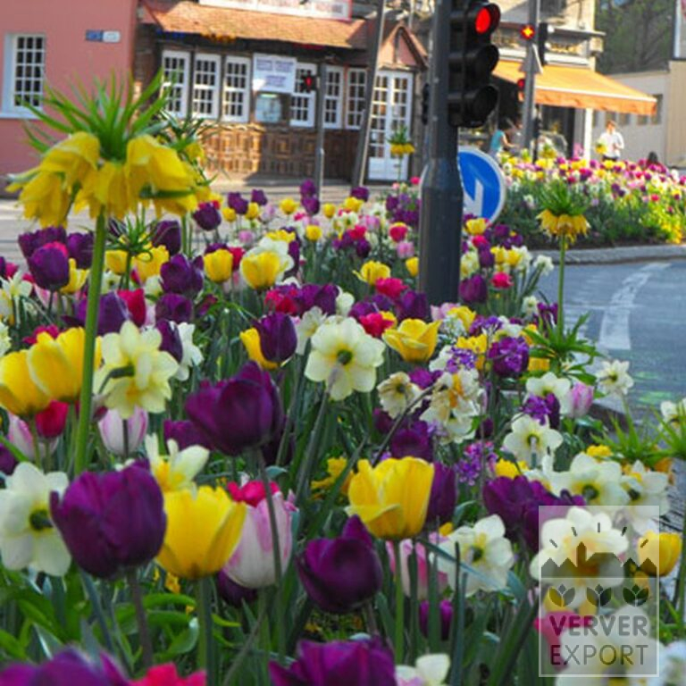 Tulpen 'Jaap Groot' (12313) - Afbeelding 2