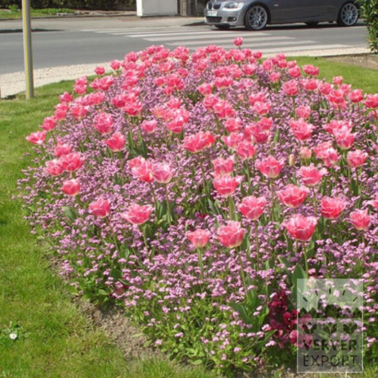 Tulpen 'Fancy Frills' (12229) - Afbeelding 2