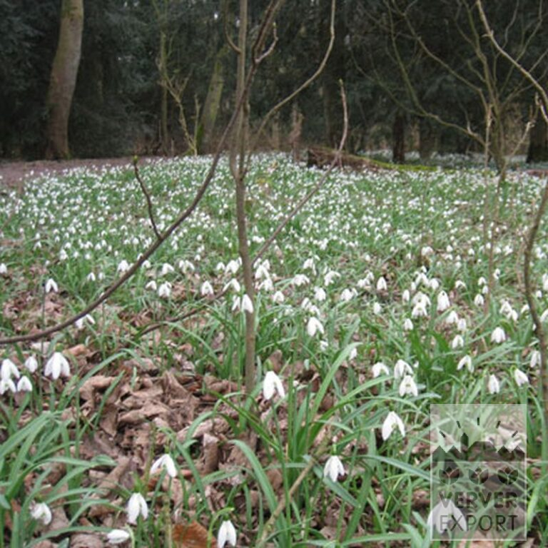 Galanthus nivalis (16058) - Afbeelding 2