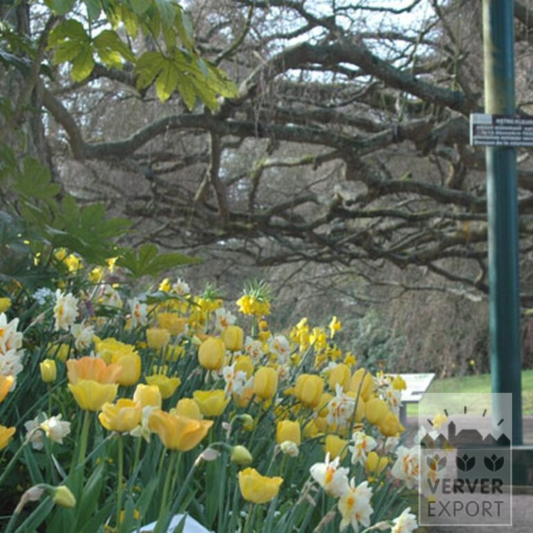 Fritillaria imperialis 'Lutea' (16053) - Afbeelding 15