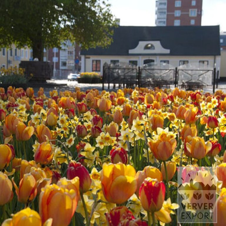 Narcissen 'Fortissimo' (15033) - Afbeelding 5