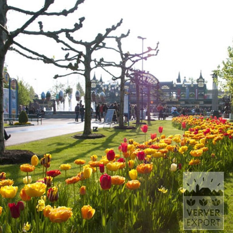 Tulpen 'Givenchy' (12319) - Afbeelding 2
