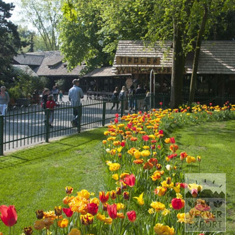 Tulpen 'Givenchy' (12319) - Afbeelding 3