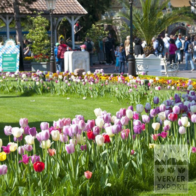 Tulpen 'Pink Impression' (12181) - Afbeelding 3