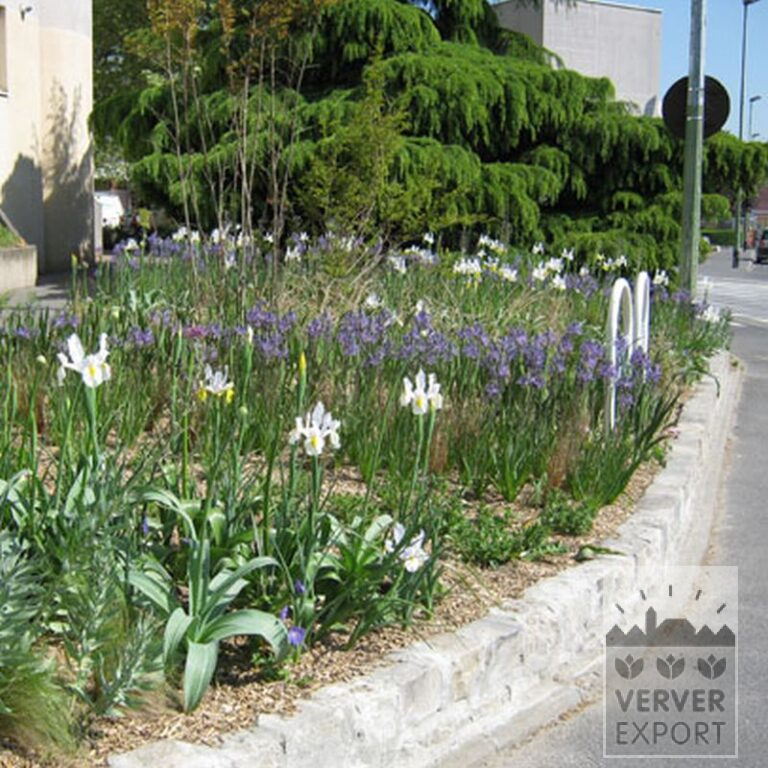 Hollandse Iris 'Saturnus' (36067) - Afbeelding 4