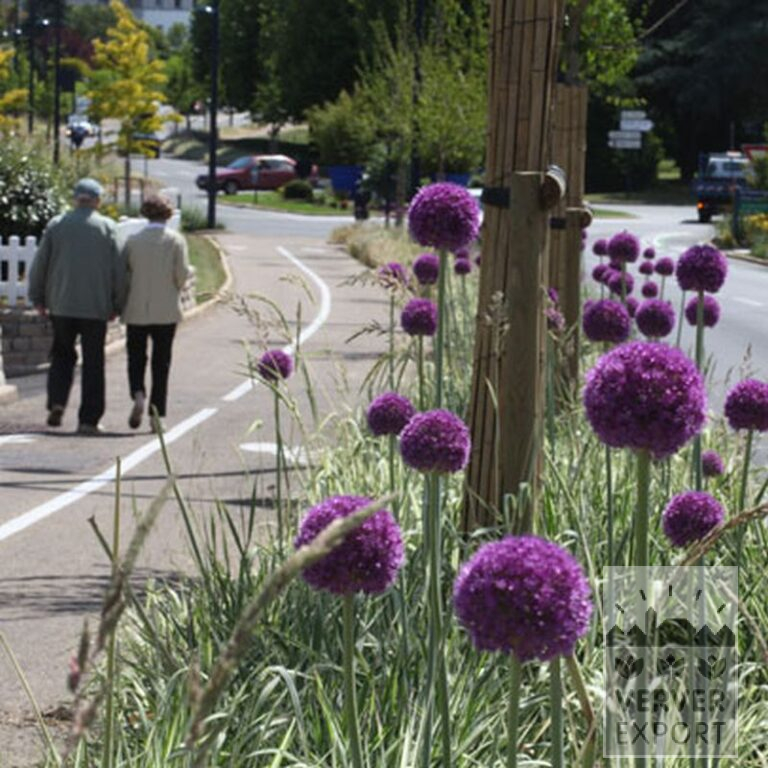 Allium 'Globemaster' (16007) - Afbeelding 4