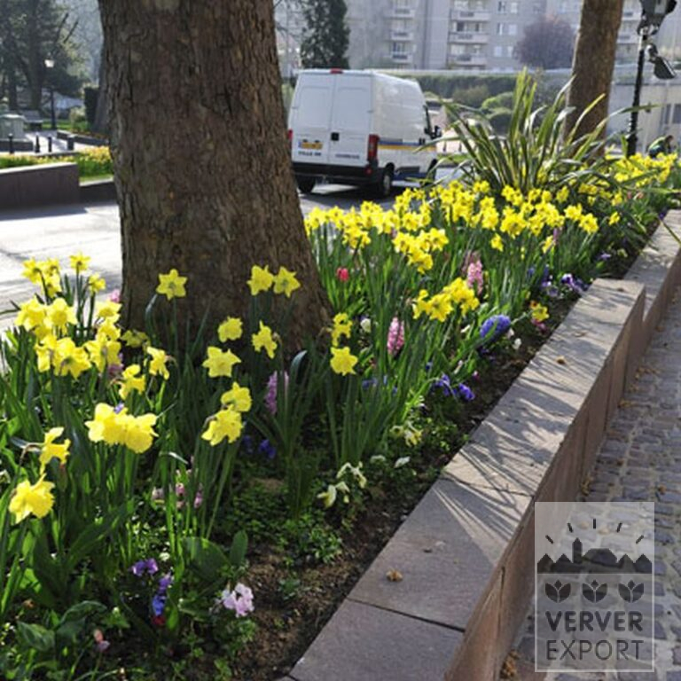 Narcissen 'Carlton' (15029) - Afbeelding 3