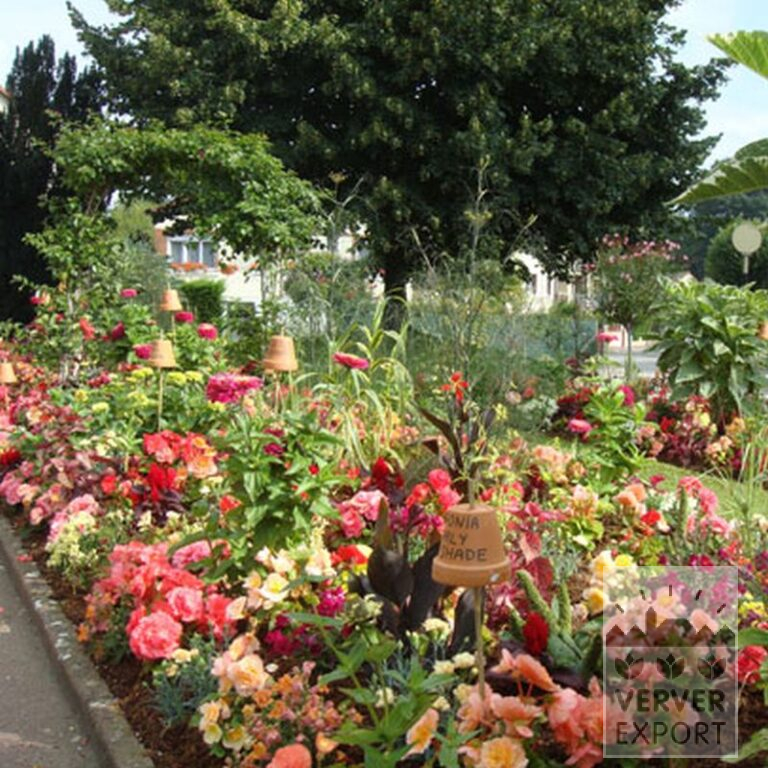 Begonia dubbel gemengd (25003) - Afbeelding 2