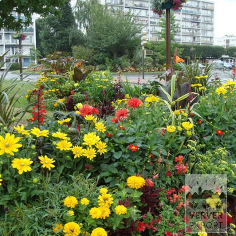 Dahlia 'Witteman's Best' (22285) - Afbeelding 4