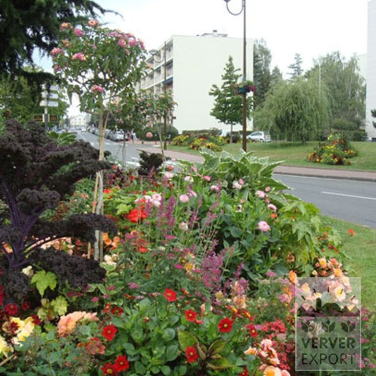 Begonia dubbel gemengd (25003) - Afbeelding 4