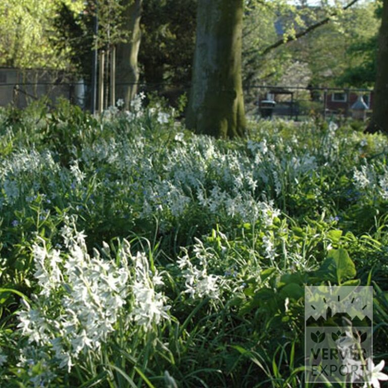 Ornithogalum nutans (16091) - Afbeelding 2