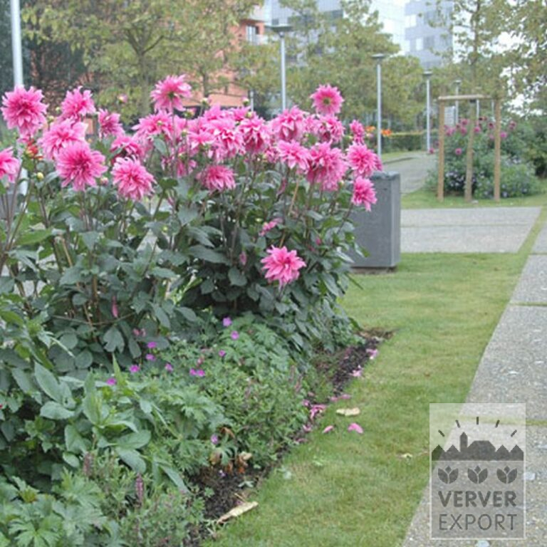 Dahlia 'Babylon Rose' (22229) - Afbeelding 2