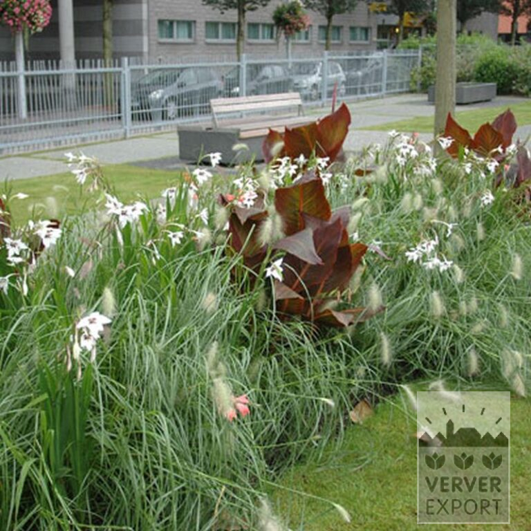 Canna op pot 'Durban' (29201) - Afbeelding 3