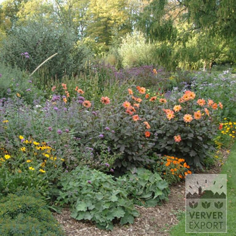 Dahlia 'First Love' (22170) - Afbeelding 3