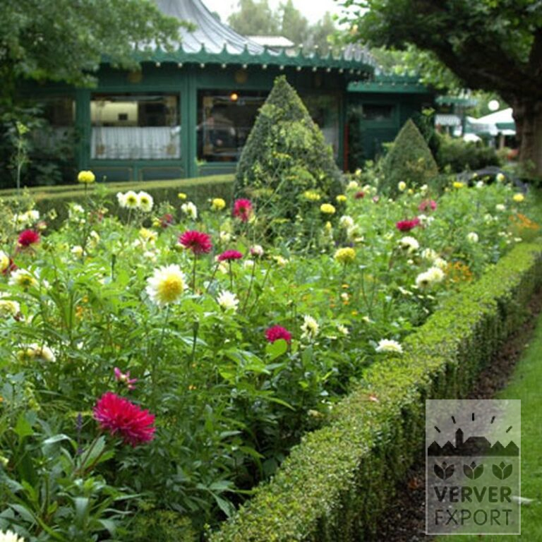 Dahlia 'Paso Doble' (22016) - Afbeelding 4