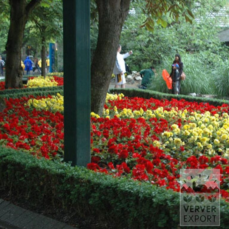 Begonia dubbel gemengd (25003) - Afbeelding 5