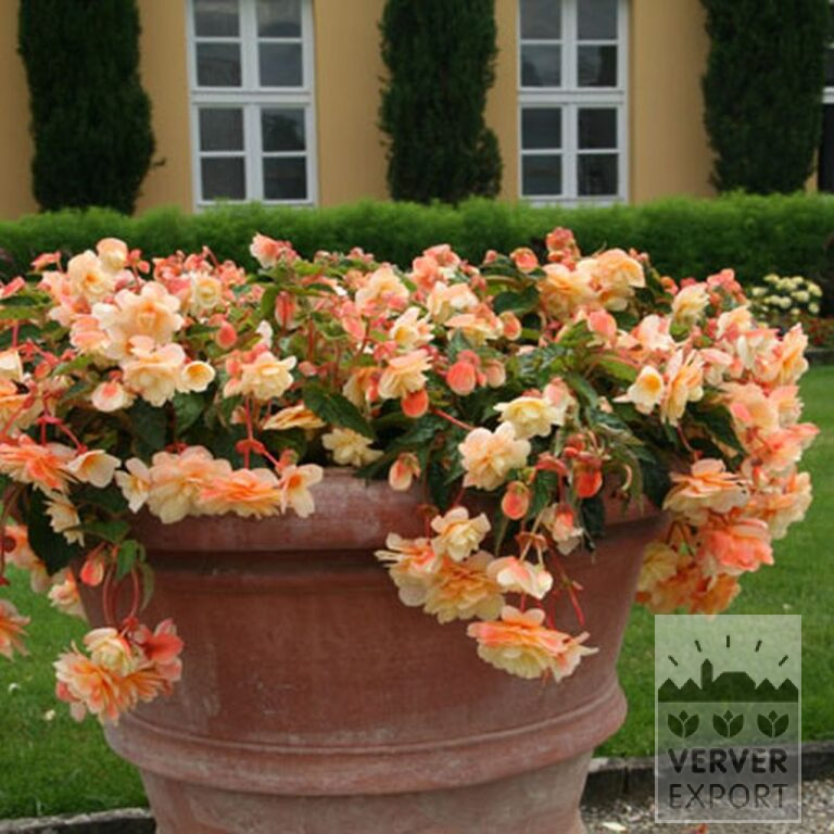 Begonia pendula gemengd (25007) - Afbeelding 5