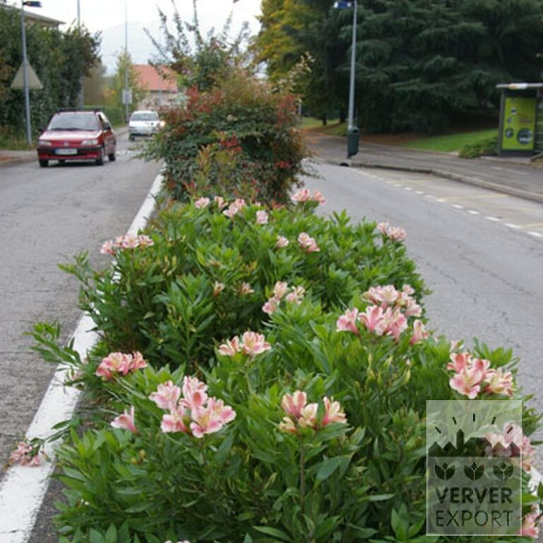Alstroemeria op pot Rose (29263) - Afbeelding 2