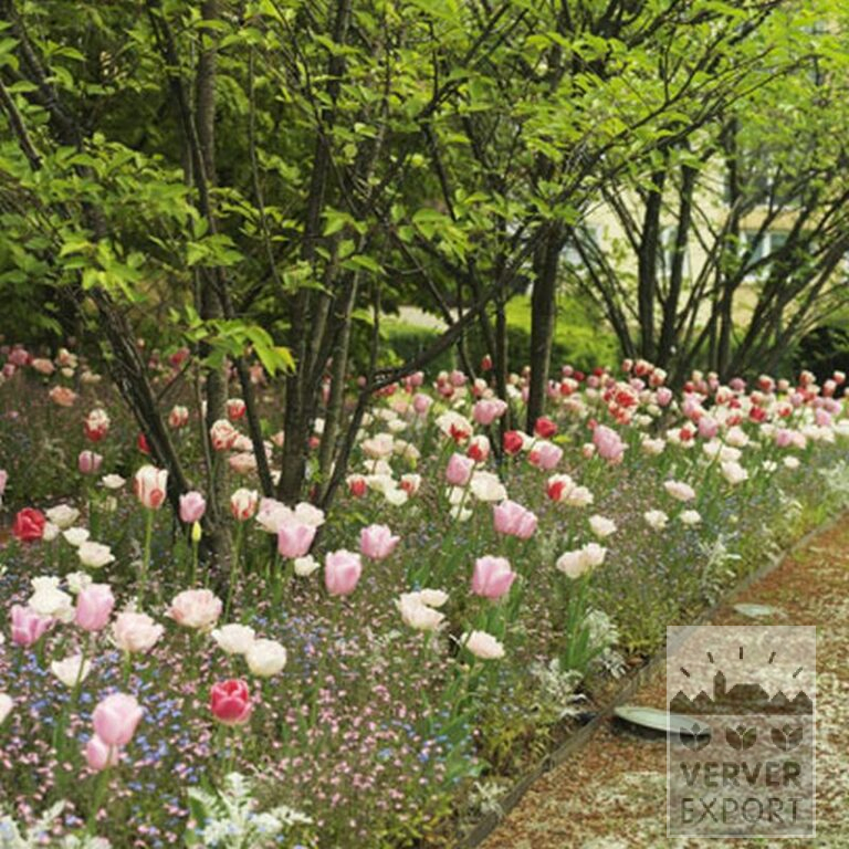 Kits 'Prima Ille-et-Vilaine' © (11260) - Afbeelding 4