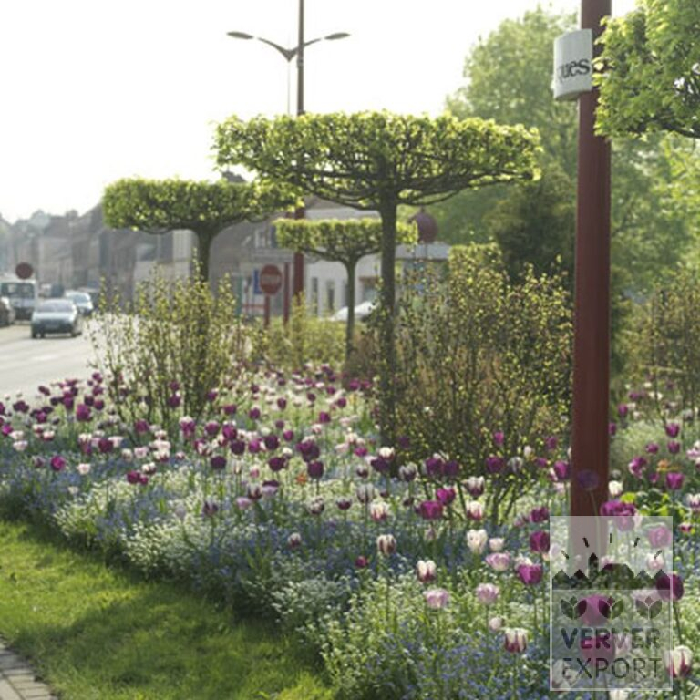 Mix Verver 'Violet Sky' © (11130) - Afbeelding 3