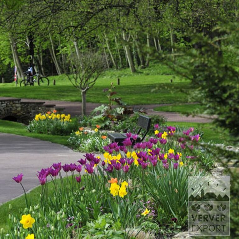 Tulpen 'Purple Dream' (12335) - Afbeelding 2