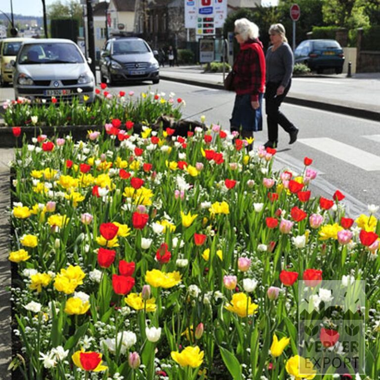 Tulpen 'Oscar' (12146) - Afbeelding 2