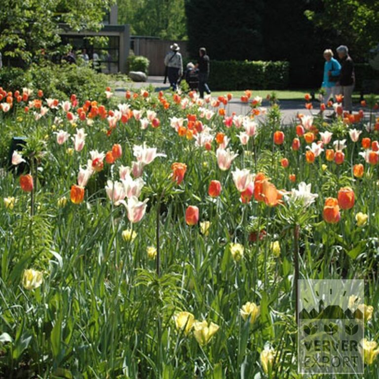 Tulpen 'Formosa' (12321) - Afbeelding 2