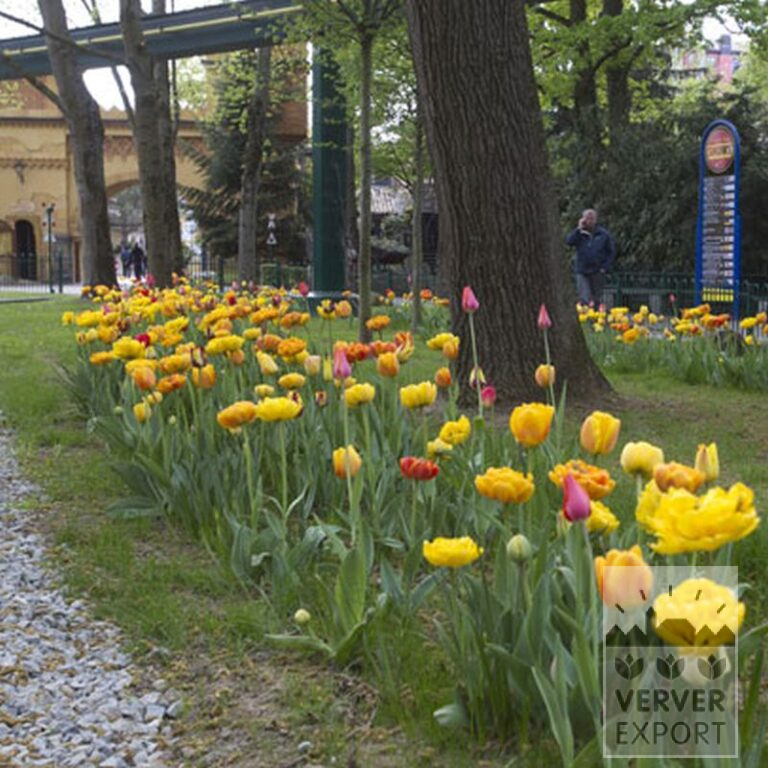 Tulpen 'Big Chief' (12169) - Afbeelding 2